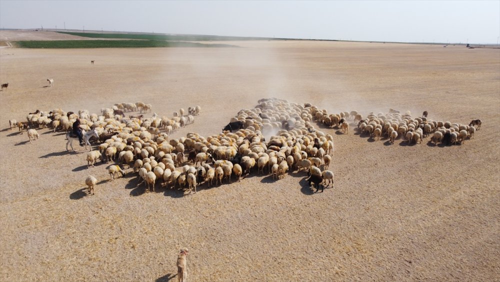 Türkücü çoban sosyal medya'da paylaşım yapıyor