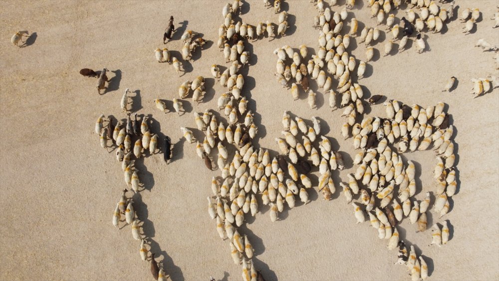 Türkücü çoban sosyal medya'da paylaşım yapıyor