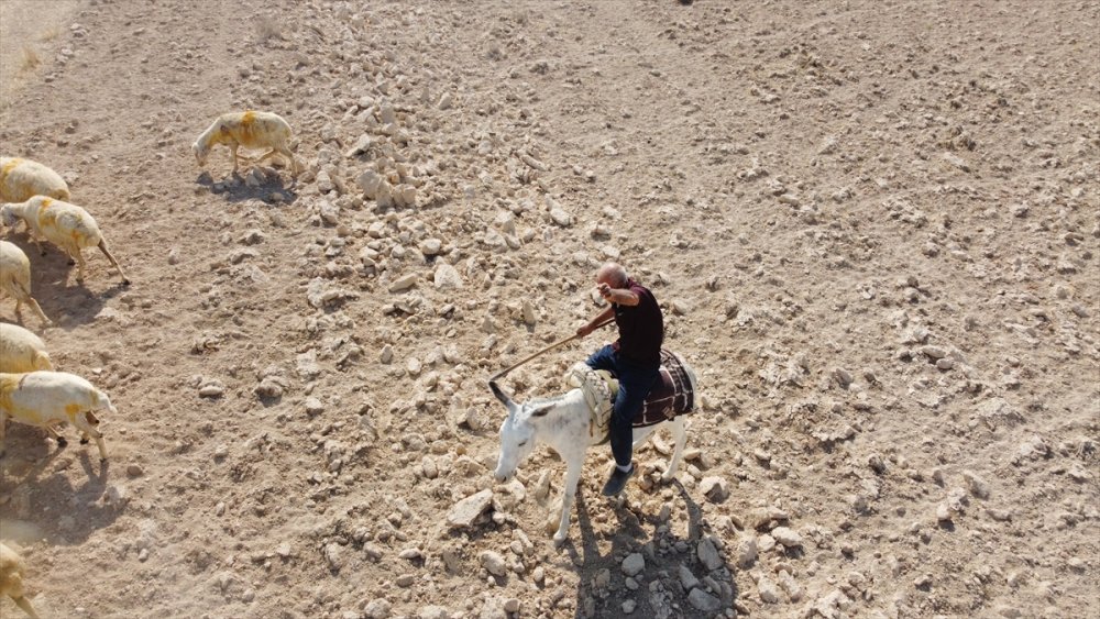 Türkücü çoban sosyal medya'da paylaşım yapıyor