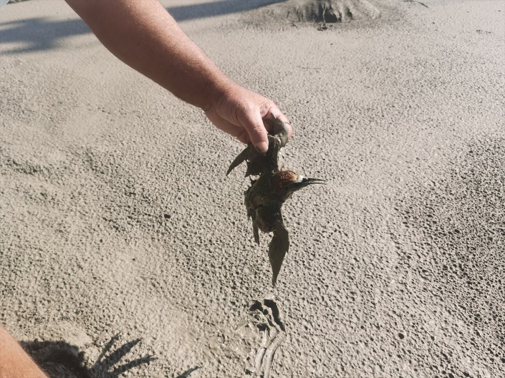 Balçığa saplanan arı kuşları kurtarıldı