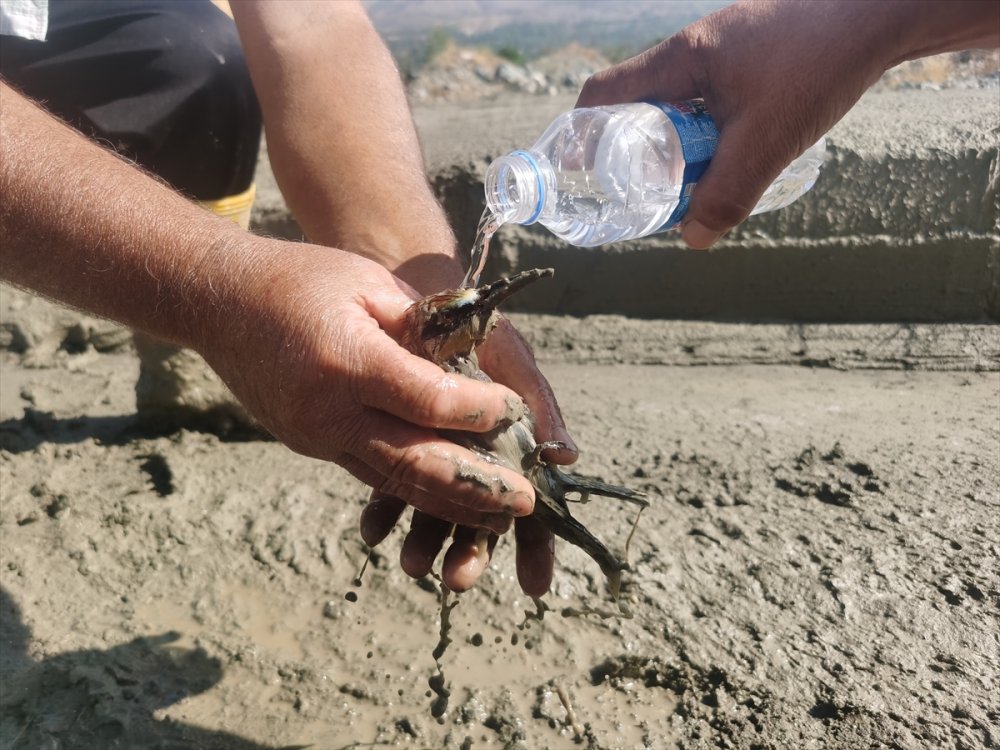 Balçığa saplanan arı kuşları kurtarıldı