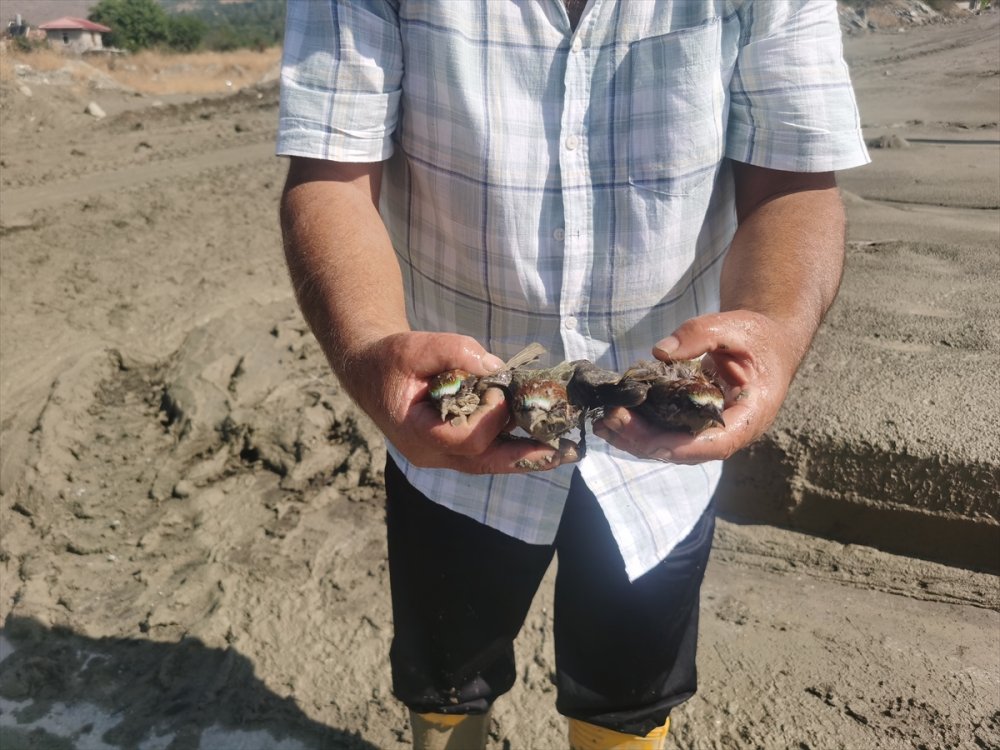 Balçığa saplanan arı kuşları kurtarıldı