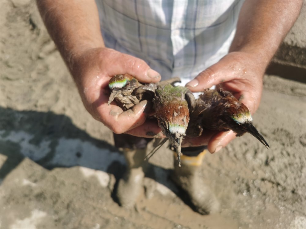 Balçığa saplanan arı kuşları kurtarıldı