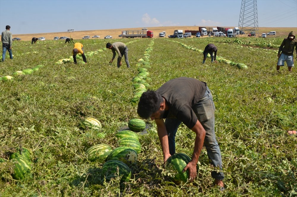 Karpuz hasadına başandı