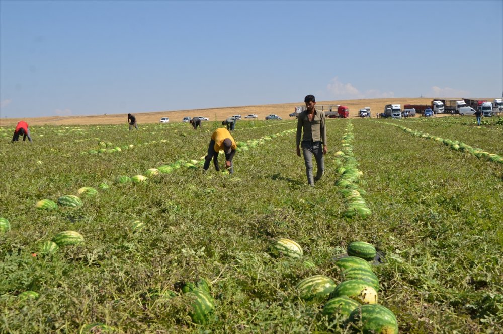 Karpuz hasadına başandı