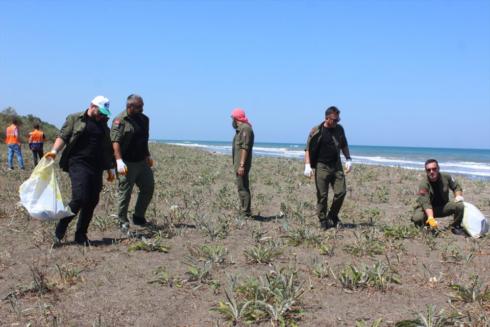 Kum zambaklarının doğal alanlarında temizlik yapıldı