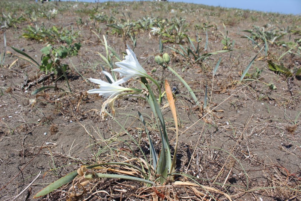 Kum zambaklarının doğal alanlarında temizlik yapıldı