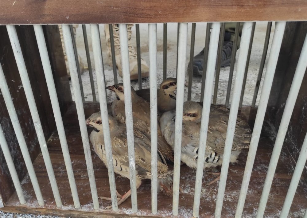 Kaçak kınalı keklik avlayan kişi yakalandı