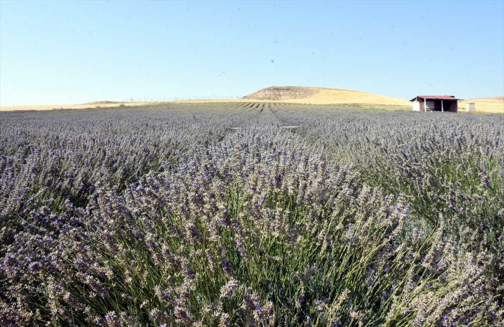 Makas lavanta hasadına Kırıkkale Valisi katıldı