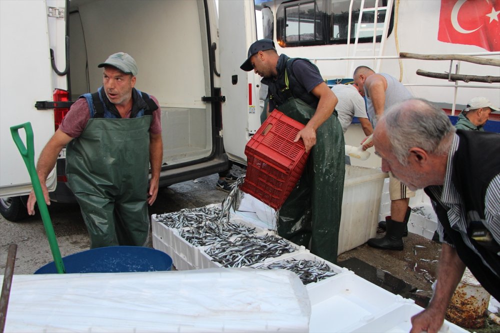 Sardalya, hamsi ve istavrit sezonu başladı