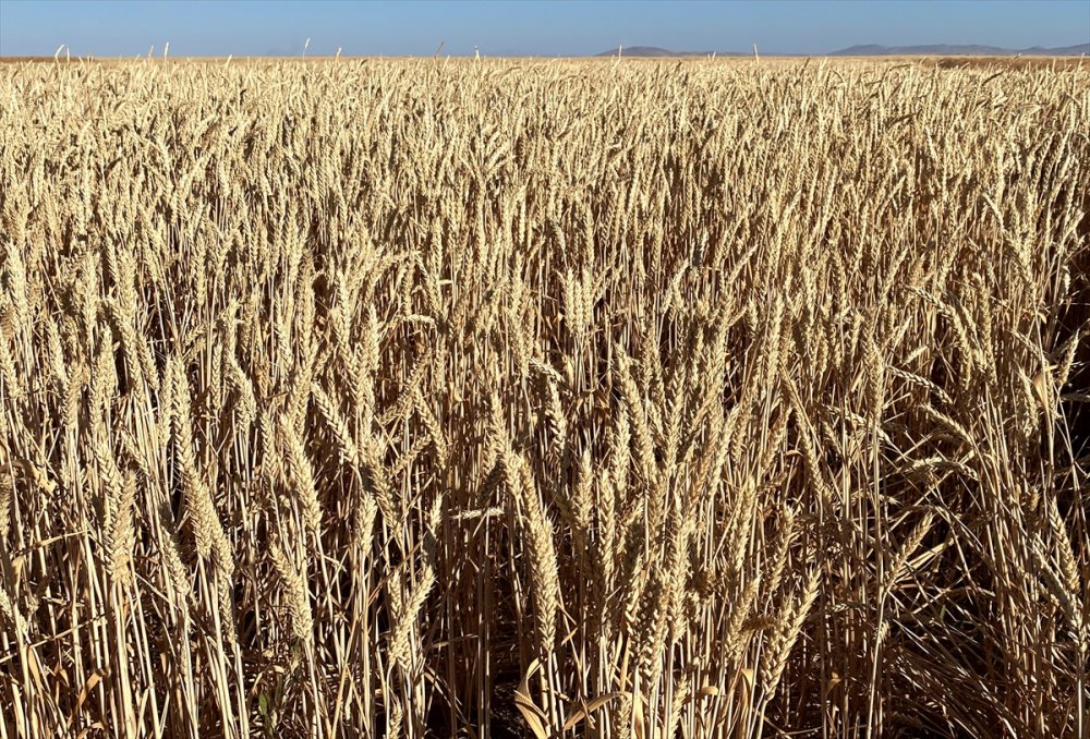 İç Anadolu'ya uygun alternatif hububat çeşitleri Malya'da deneniyor