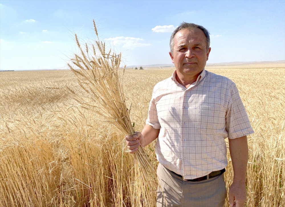 İç Anadolu'ya uygun alternatif hububat çeşitleri Malya'da deneniyor