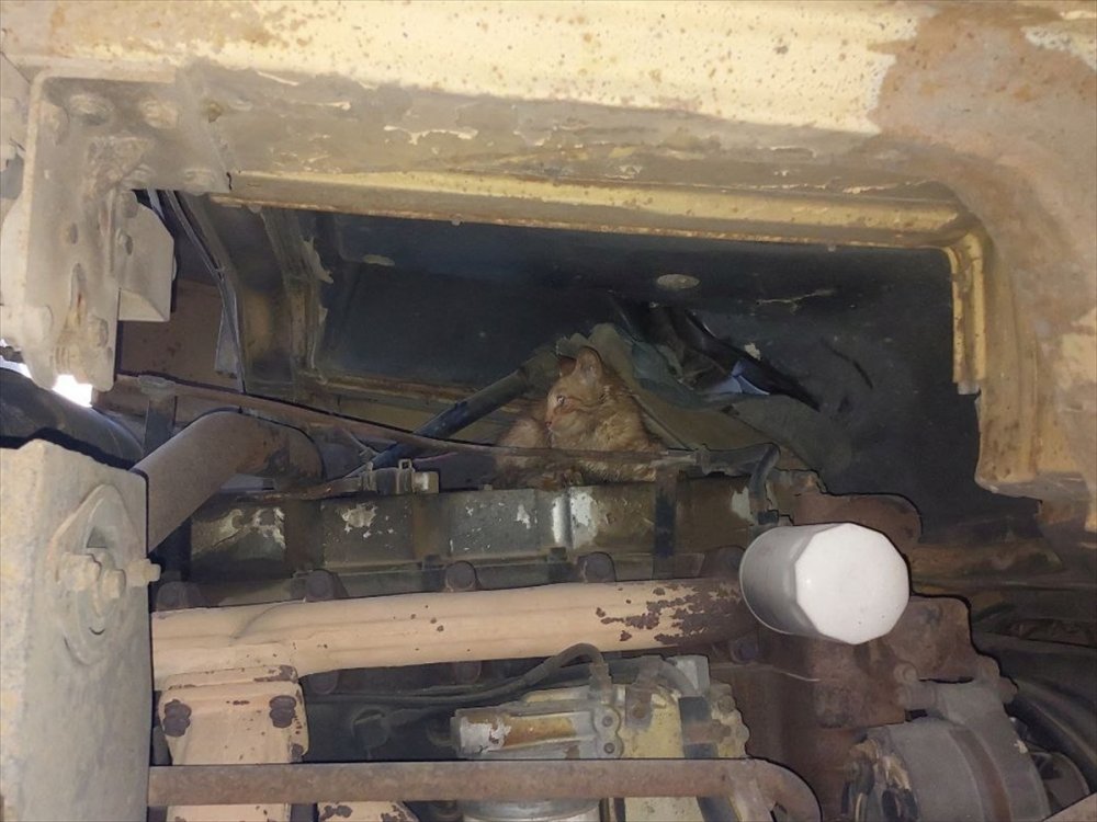 Çorum'da vincin motor bölümünde sıkışan kediyi itfaiye kurtardı