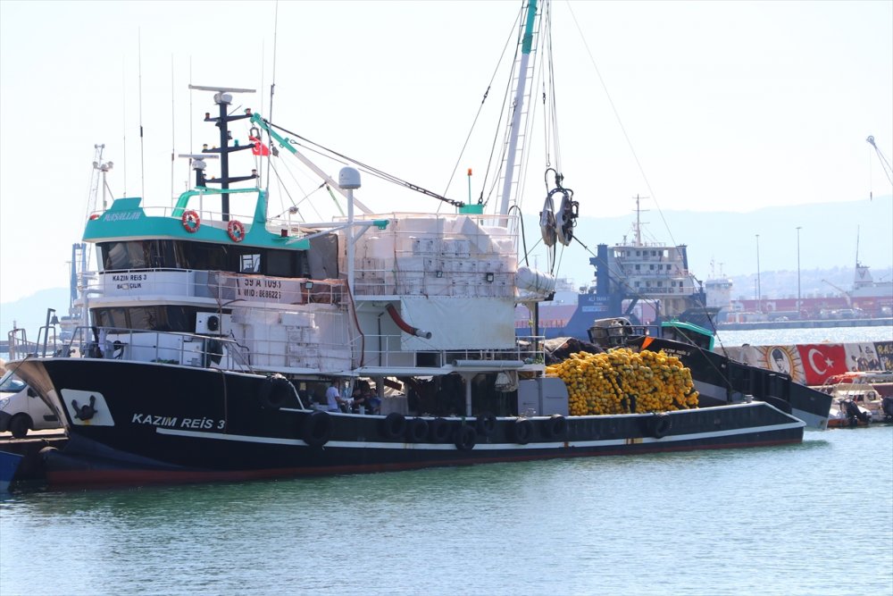 Tekirdağ'da hamsi dönemi başladı