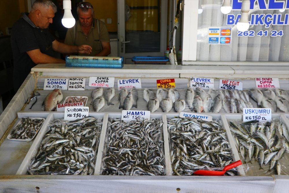 Tekirdağ'da hamsi dönemi başladı