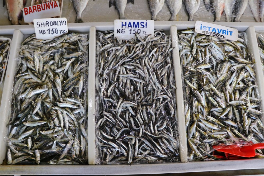 Tekirdağ'da hamsi dönemi başladı