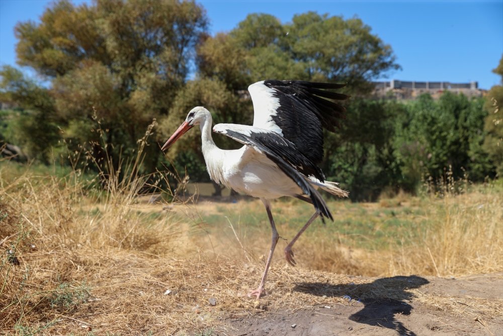 "Eyyam-ı bahur" dan etkilenmişlerdi tekrar doğaya bırakıldı