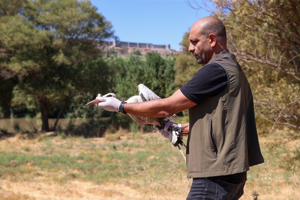 "Eyyam-ı bahur" dan etkilenmişlerdi tekrar doğaya bırakıldı