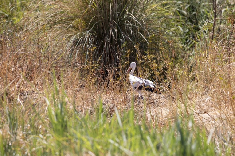 "Eyyam-ı bahur" dan etkilenmişlerdi tekrar doğaya bırakıldı