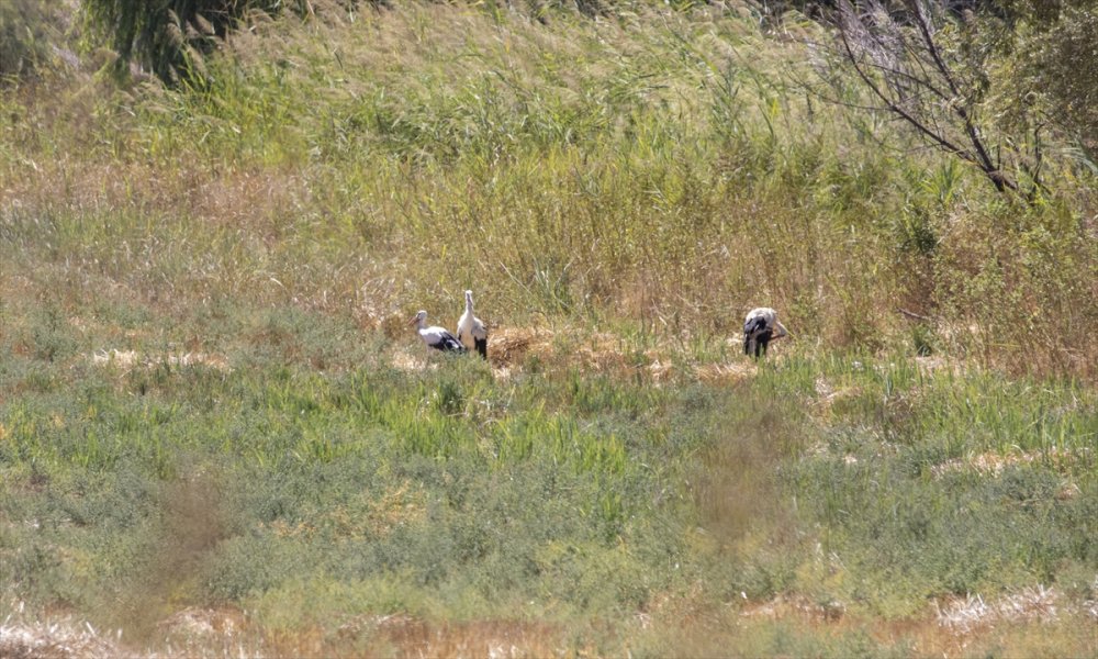 "Eyyam-ı bahur" dan etkilenmişlerdi tekrar doğaya bırakıldı