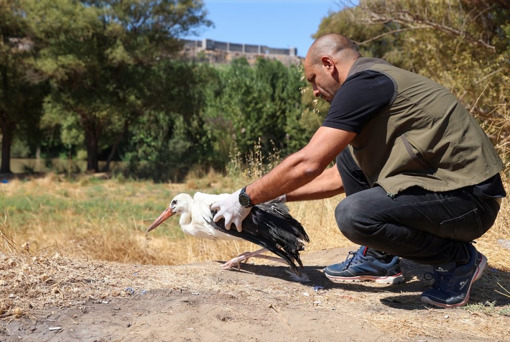 "Eyyam-ı bahur" dan etkilenmişlerdi tekrar doğaya bırakıldı