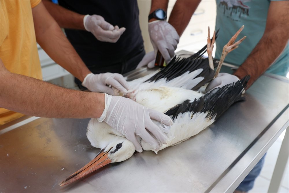 "Eyyam-ı bahur" dan etkilenmişlerdi tekrar doğaya bırakıldı