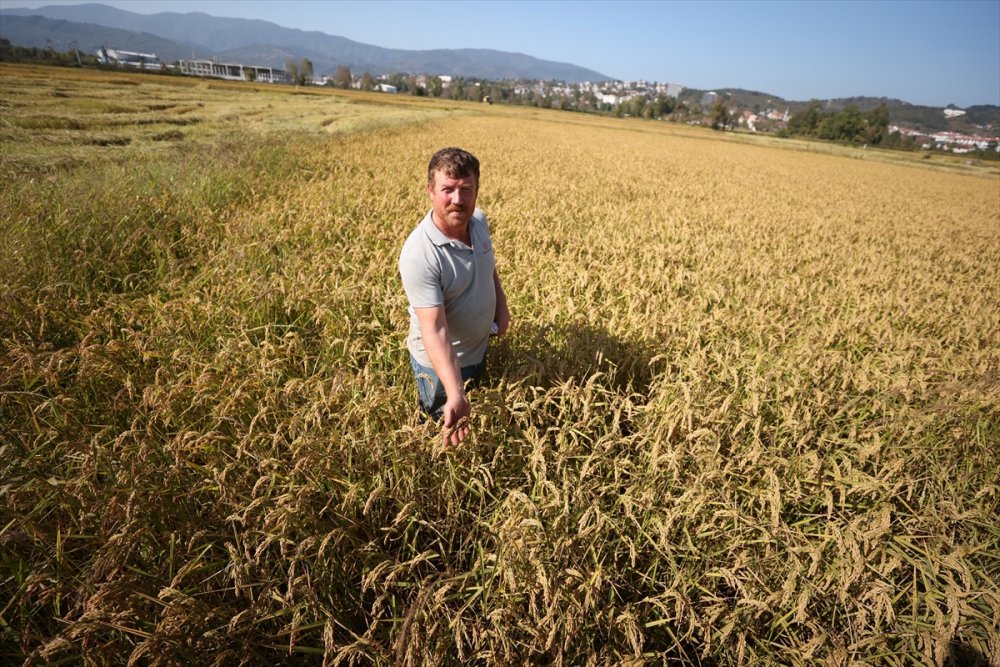 Konuralp pirincinde hasat başladı