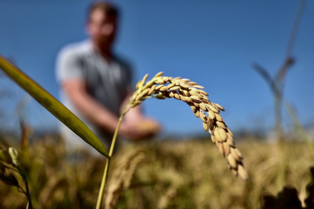 Konuralp pirincinde hasat başladı