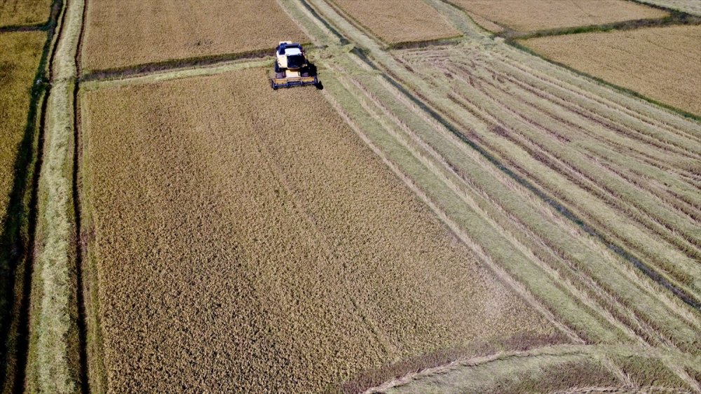 Konuralp pirincinde hasat başladı