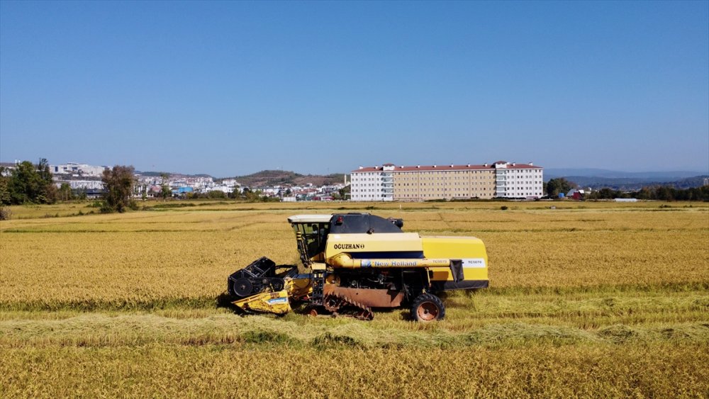 Konuralp pirincinde hasat başladı