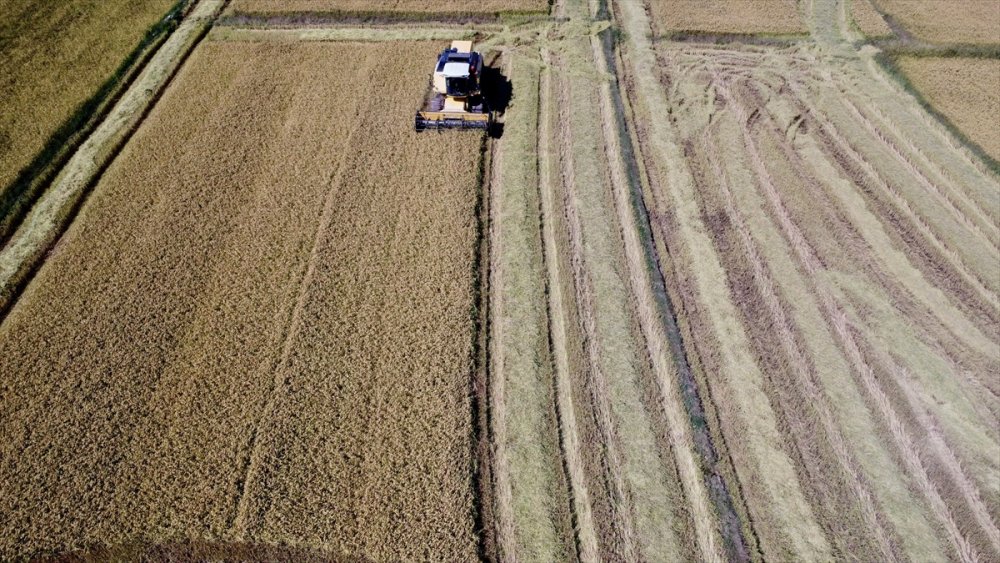 Konuralp pirincinde hasat başladı