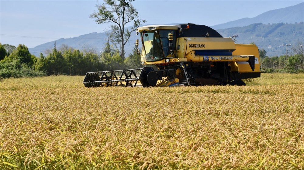 Konuralp pirincinde hasat başladı