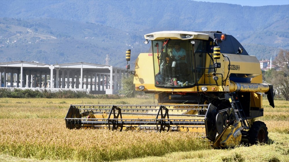 Konuralp pirincinde hasat başladı