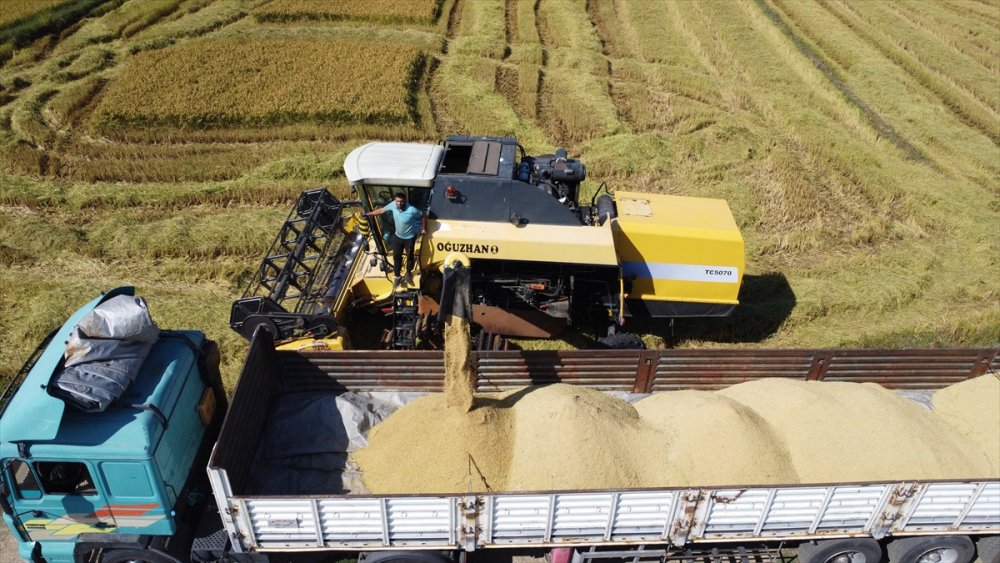 Konuralp pirincinde hasat başladı