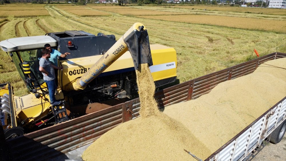 Konuralp pirincinde hasat başladı