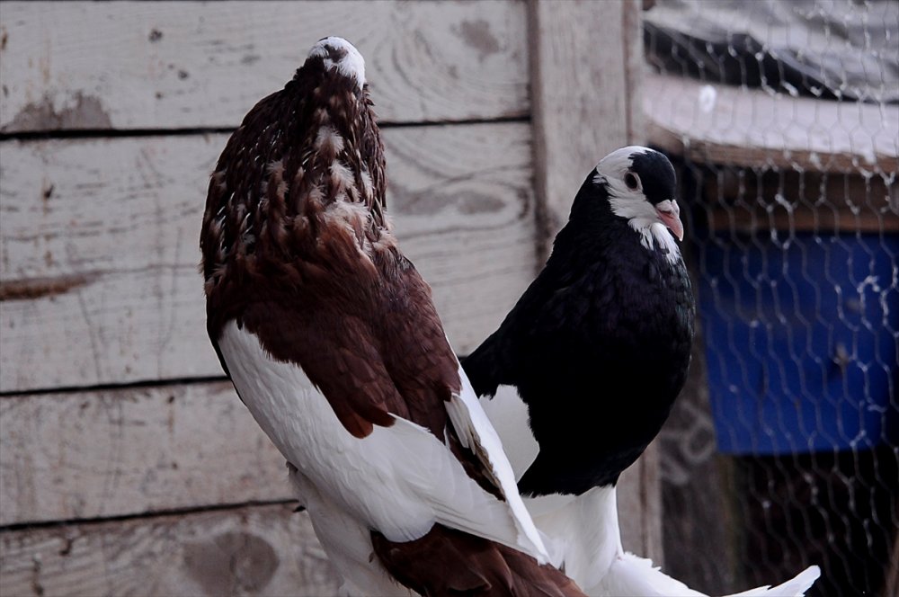 Güvercin tutkusu Bursalı genç kuş çiftliği kurdu