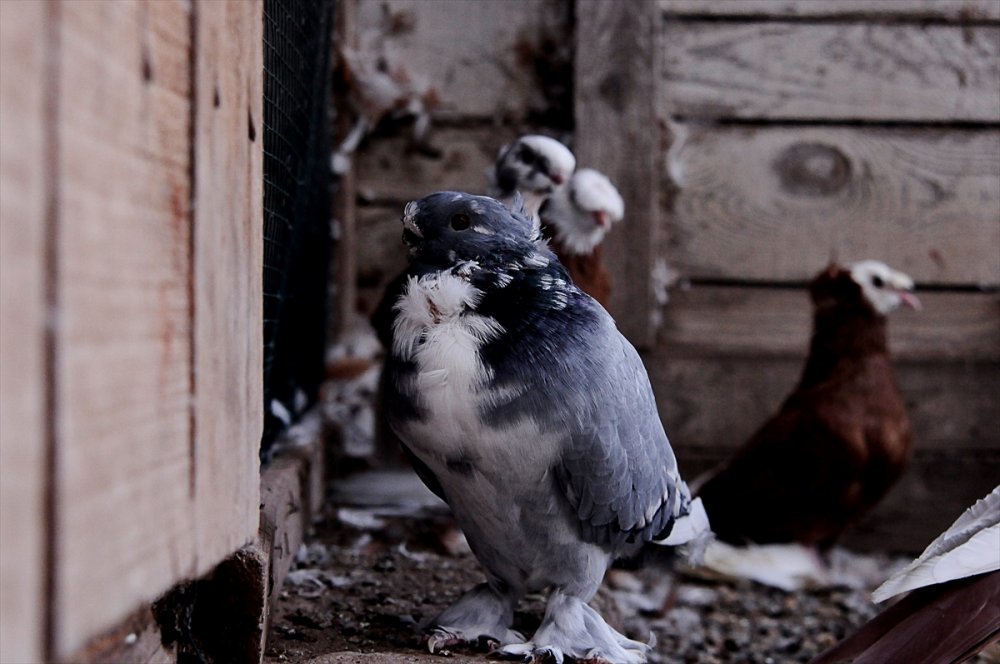 Güvercin tutkusu Bursalı genç kuş çiftliği kurdu
