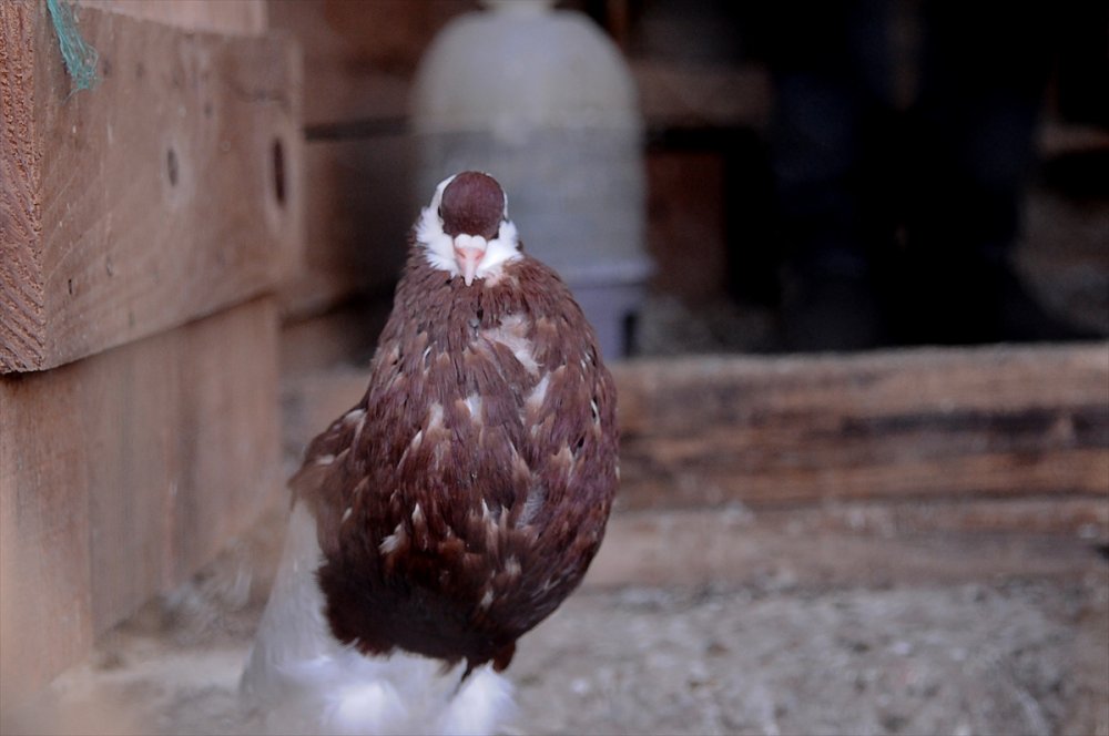 Güvercin tutkusu Bursalı genç kuş çiftliği kurdu