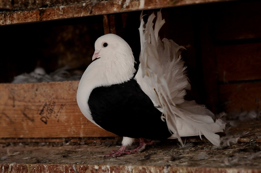 Güvercin tutkusu Bursalı genç kuş çiftliği kurdu
