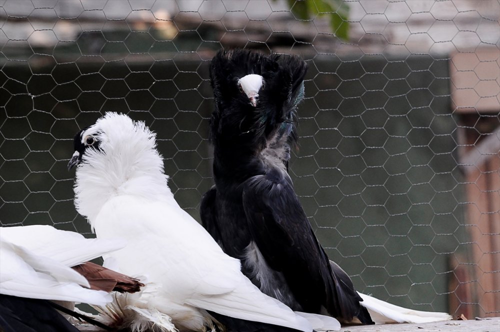 Güvercin tutkusu Bursalı genç kuş çiftliği kurdu