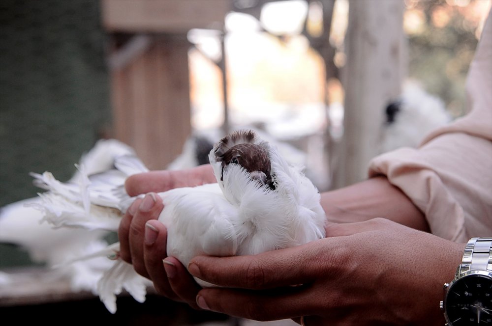 Güvercin tutkusu Bursalı genç kuş çiftliği kurdu