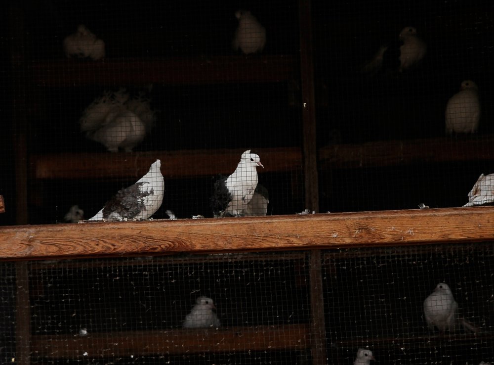 Güvercin tutkusu Bursalı genç kuş çiftliği kurdu