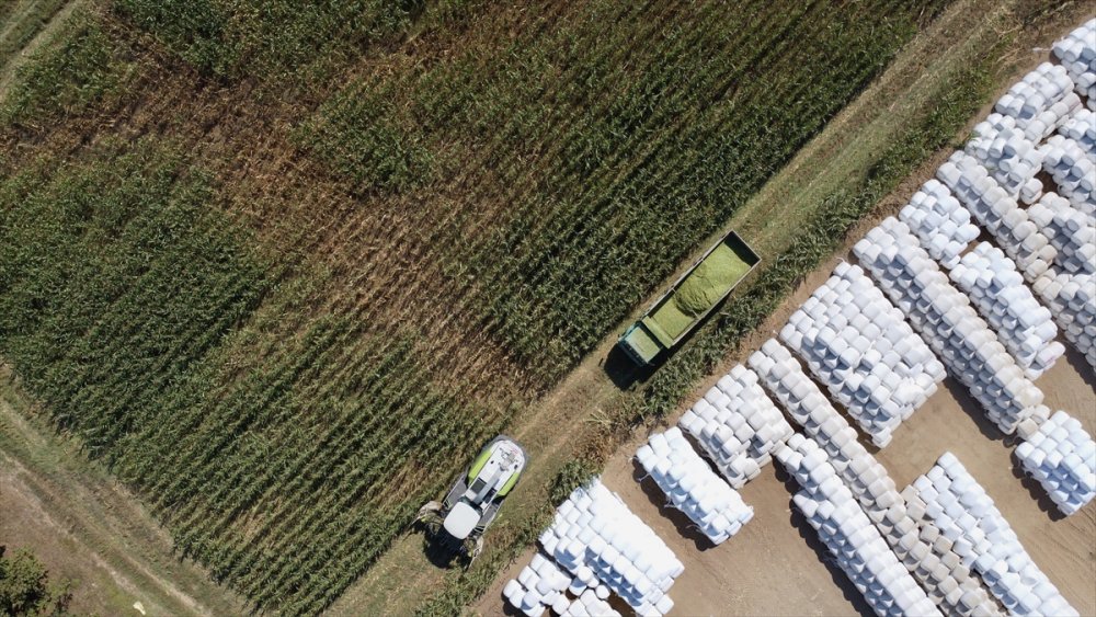 Sele rağmen devlet desteğiyle silajlık mısırda geçen yılki seviyeye ulaşıldı