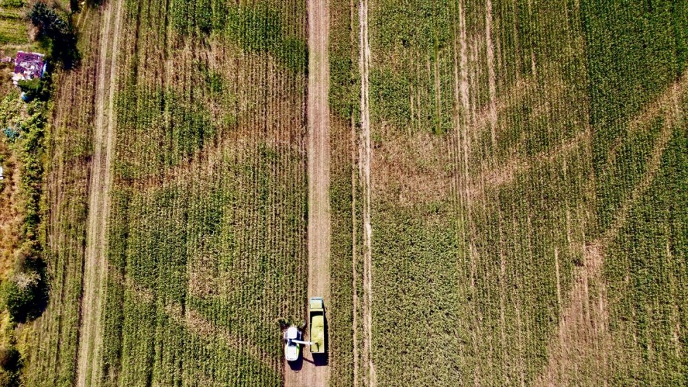 Sele rağmen devlet desteğiyle silajlık mısırda geçen yılki seviyeye ulaşıldı