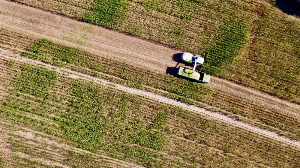 Sele rağmen devlet desteğiyle silajlık mısırda geçen yılki seviyeye ulaşıldı