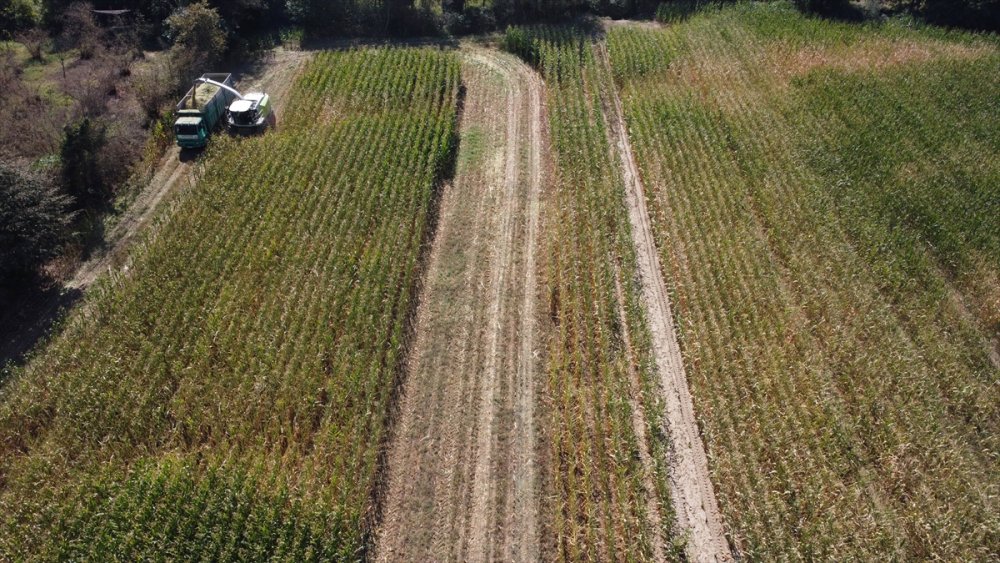 Sele rağmen devlet desteğiyle silajlık mısırda geçen yılki seviyeye ulaşıldı