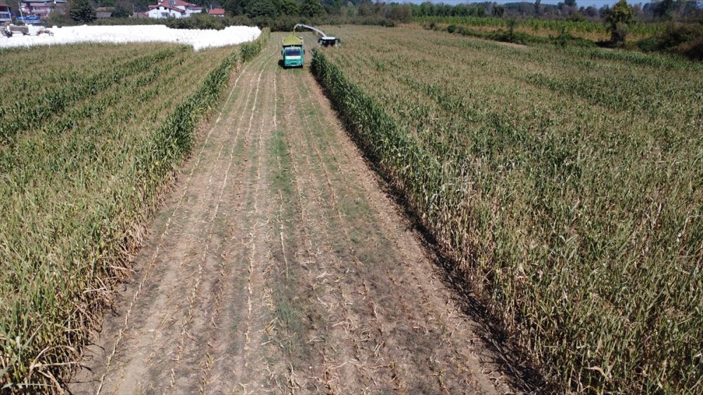 Sele rağmen devlet desteğiyle silajlık mısırda geçen yılki seviyeye ulaşıldı