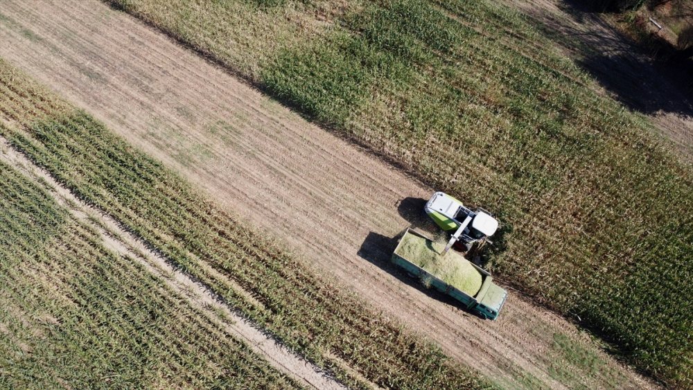 Sele rağmen devlet desteğiyle silajlık mısırda geçen yılki seviyeye ulaşıldı