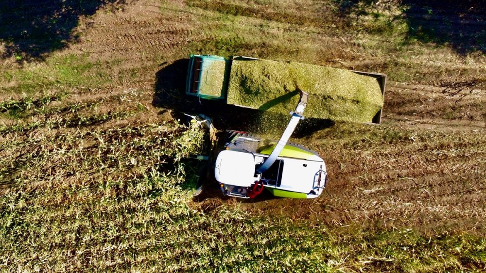 Sele rağmen devlet desteğiyle silajlık mısırda geçen yılki seviyeye ulaşıldı