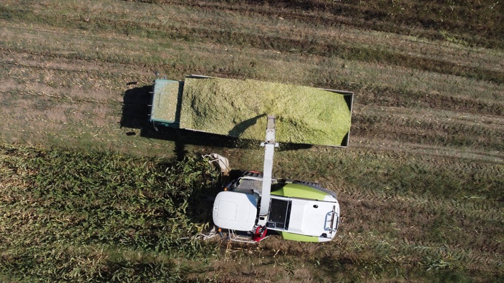 Sele rağmen devlet desteğiyle silajlık mısırda geçen yılki seviyeye ulaşıldı